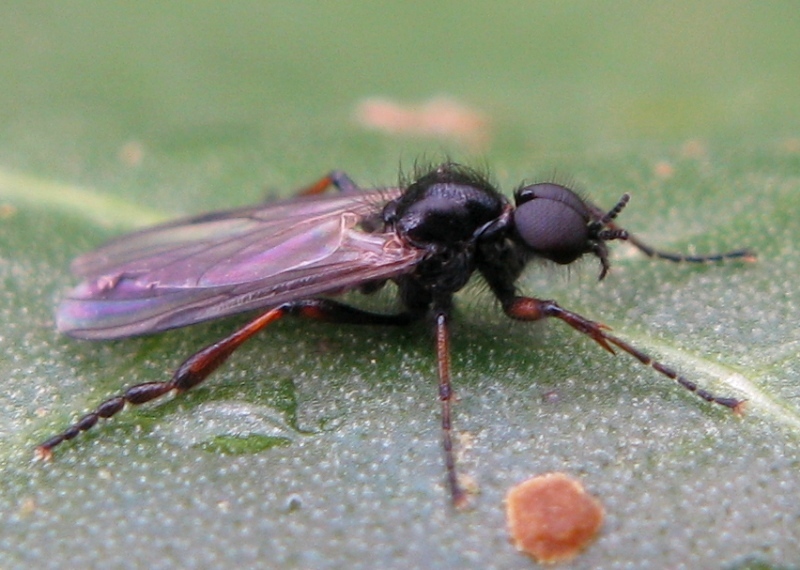 Bibio femoralis (Bibionidae), maschio